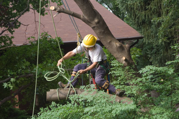 Reliable Halstead, KS Tree Services Solutions